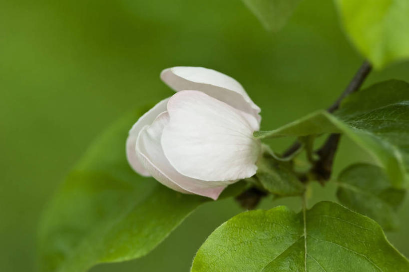 无人,横图,室外,特写,白天,留白,植物,盛开,花蕾,饮食,花,花瓣,花朵,鲜花,一朵,粉色,白色,春天,花苞,花蕊,摄影,生长,灌木,清新,柔焦,落叶树,温柏,彩图,对焦