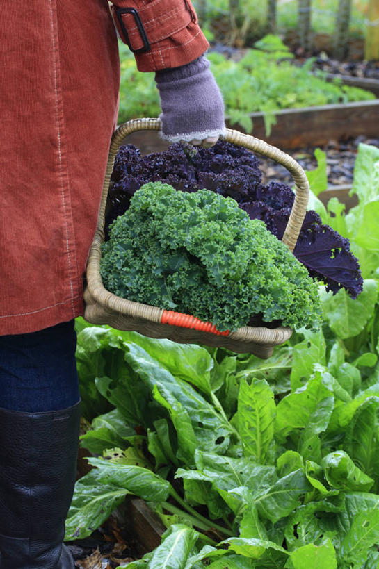 成年人,手,皱纹,一个人,竖图,室外,特写,白天,留白,安全,农业,农作物,蔬菜,叶子,英国,仅一个女性,朦胧,模糊,装饰,篮子,田地,园艺,冬天,生食,食品,防护,饮品,拿着,外套,饮食,英格兰,食物,饮料,背面,绿色,紫色,手套,温暖,人体,摄影,生活方式,保暖,保护,华丽,点缀,御寒,可口,清新,运送,保险,选择,连指手套,英国文化,保全,周全,安稳,安定,衬托,美观,雅致,雅观,防护手套,茄克,适口,平安,女人,秋天,彩图,对焦