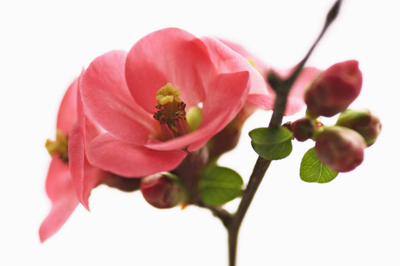 无人,横图,特写,留白,白色背景,美景,植物,景观,枝,饮食,花,花瓣,红色,自然,景色,摄影,影棚,自然风光,摄影棚,逆光,温柏,彩图,影棚拍摄,拍摄,对焦