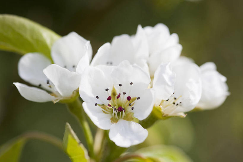 无人,横图,竖图,室外,特写,白天,留白,美景,植物,梨,景观,果树,饮食,花,花瓣,花朵,树,白色,自然,春天,景色,摄影,清新,自然风光,柔焦,落叶树,梨树,彩图,对焦