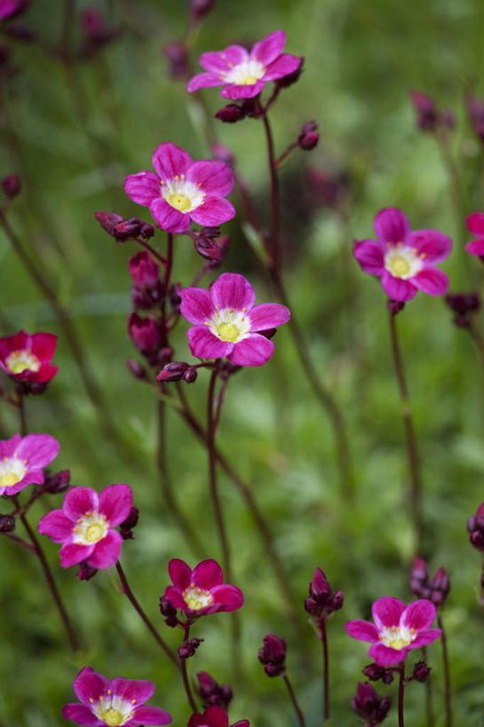 无人,竖图,室外,特写,白天,留白,美景,植物,虎耳草,景观,草药,药草,中药,花,花瓣,粉色,自然,春天,景色,摄影,清新,自然风光,药材,中草药,柔焦,坚持,阿尔卑斯山脉,中药材,本草,持续,石荷叶,老虎草,金线吊芙蓉,金丝荷叶,彩图,对焦,多年生植物