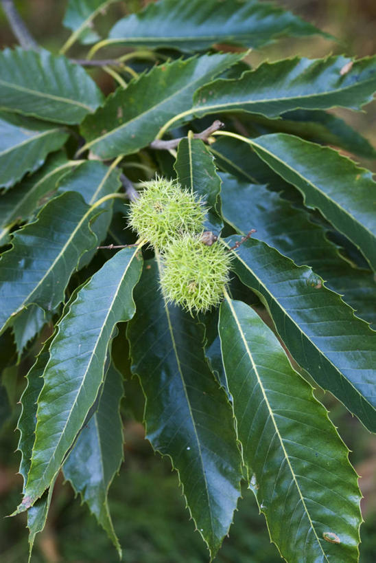 无人,竖图,室外,特写,白天,美景,植物,叶子,景观,栗子,种子,饮食,树,绿色,自然,夏天,景色,摄影,荆棘,自然风光,落叶树,栗树,彩图,全画面,全框架,全帧,全画幅,对焦