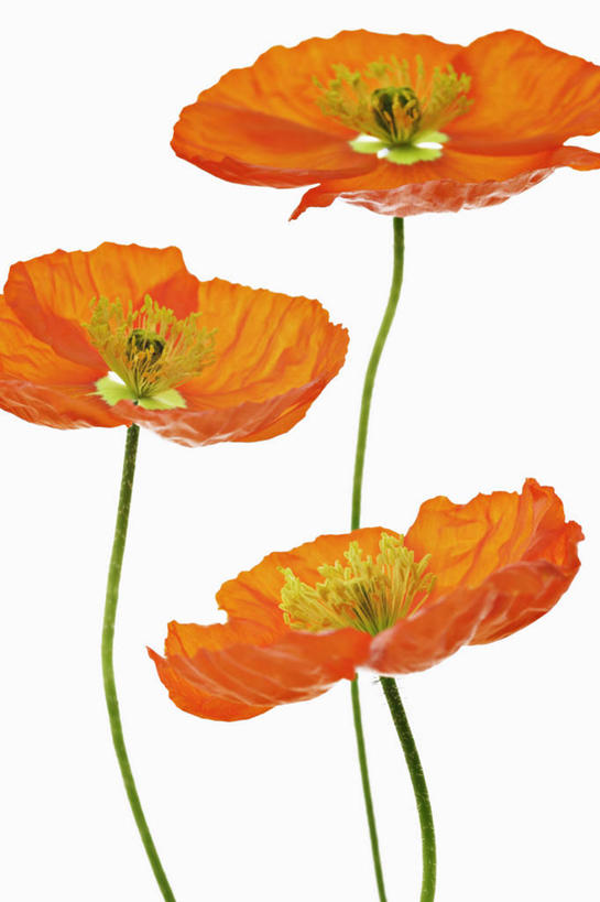 无人,竖图,特写,留白,白色背景,美景,植物,景观,茎,花,花瓣,三个,自然,橙色,景色,摄影,影棚,雄蕊,清新,自然风光,摄影棚,逆光,冰岛罂粟,彩图,影棚拍摄,拍摄,对焦