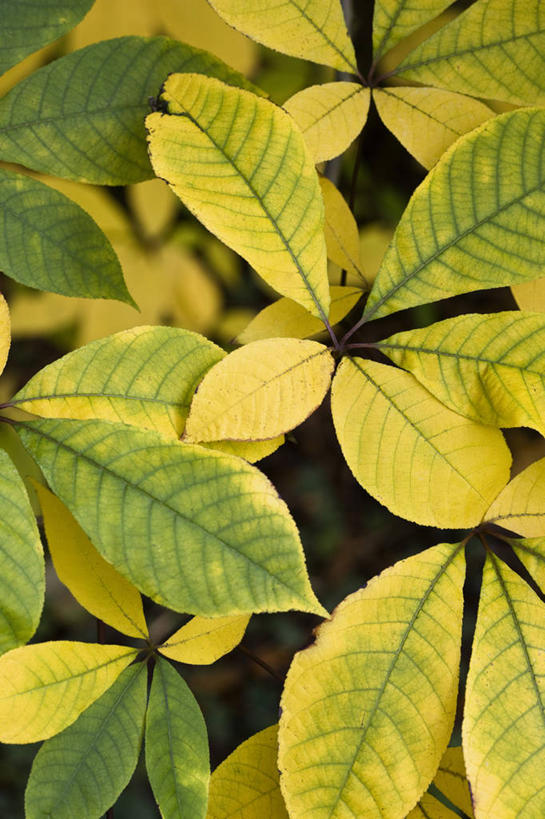 无人,竖图,室外,特写,白天,美景,植物,叶子,景观,树,黄色,绿色,自然,景色,摄影,自然风光,七叶树,落叶树,秋天,彩图,全画面,全框架,全帧,全画幅