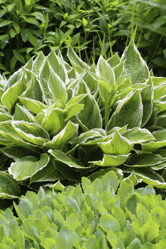 无人,竖图,室外,白天,美景,植物,叶子,英国,花坛,景观,草药,药草,英格兰,中药,花,绿色,白色,自然,春天,夏天,景色,摄影,多样,景天,自然风光,药材,中草药,英国文化,中药材,本草,八宝,彩图,包菜还阳,活血三七,多年生植物