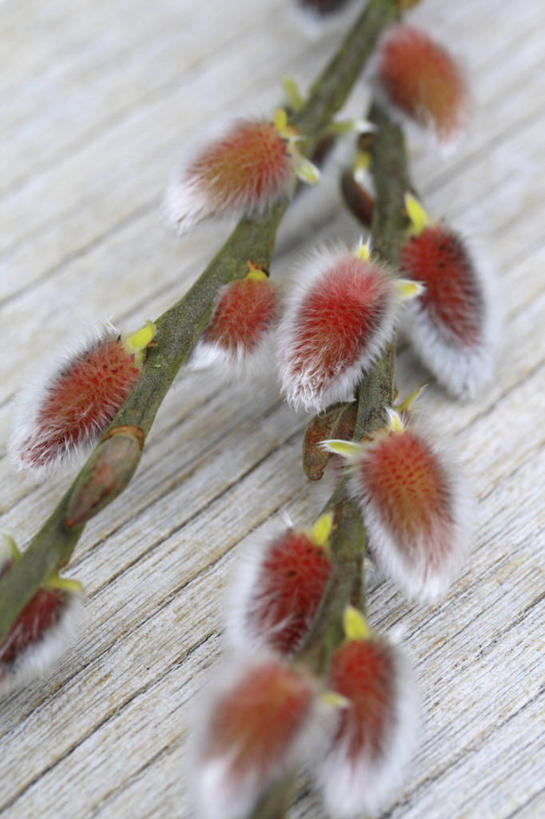 无人,竖图,特写,留白,植物,桌子,柳树,静物,木制,枝,花蕾,花,粉色,春天,橙色,摄影,脆弱,清新,彩图,全画面,全框架,全帧,影棚拍摄,全画幅,褪色柳,对焦