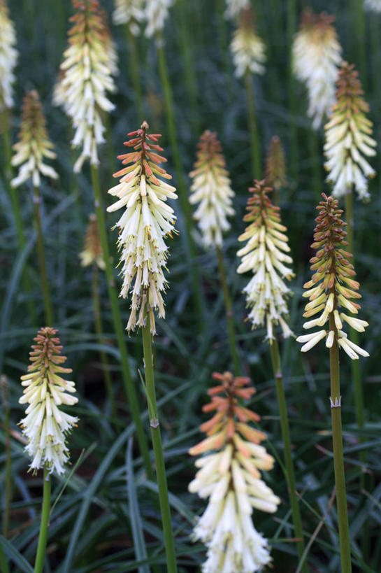 无人,竖图,室外,白天,留白,热情,植物,英国,英格兰,花,花瓣,黄色,夏天,橙色,摄影,柔焦,思念,火把莲,火炬百合,火炬花,彩图,全画面,全框架,全帧,剑叶兰,全画幅,对焦,多年生植物