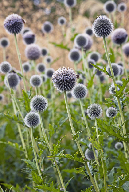 无人,竖图,室外,特写,白天,留白,美景,植物,景观,花,花瓣,蓝色,灰色,自然,夏天,景色,摄影,清新,荆棘,自然风光,蓝刺头,彩图,全画面,全框架,全帧,全画幅,对焦,多年生植物