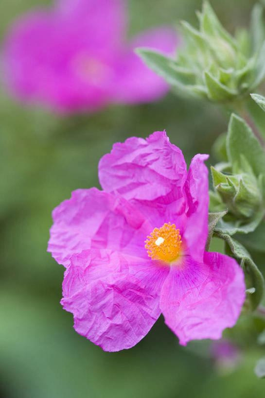 无人,竖图,室外,特写,白天,留白,美景,植物,景观,花,花瓣,粉色,自然,夏天,景色,摄影,灌木,清新,自然风光,柔焦,岩蔷薇,彩图,对焦