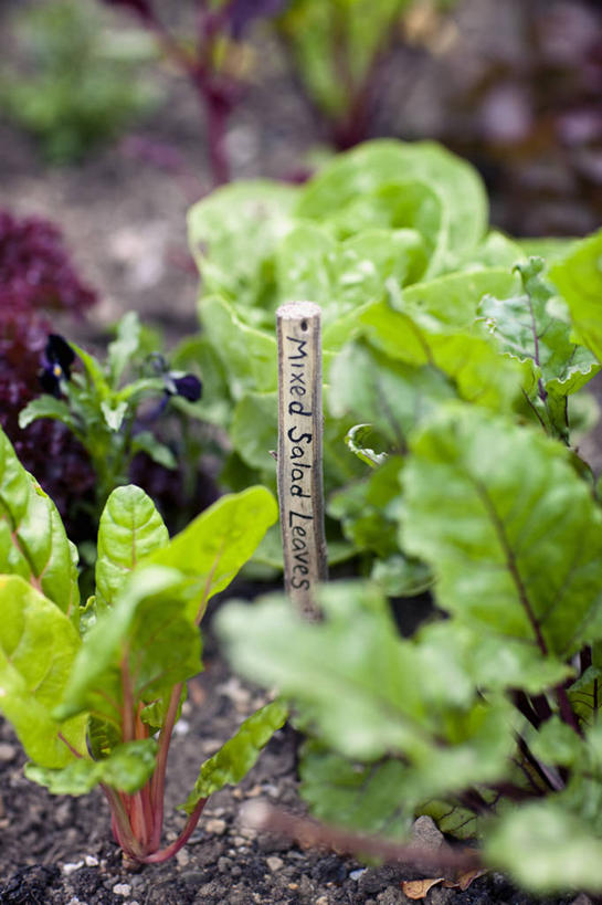 无人,菜园,竖图,室外,特写,白天,留白,美景,植物,蔬菜,叶子,标签,景观,园艺,沙拉,食品,饮品,饮食,食物,饮料,绿色,自然,夏天,景色,摄影,可口,自然风光,柔焦,粘贴,适口,彩图,对焦