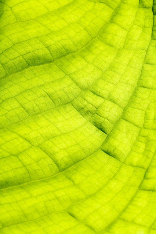 无人,竖图,室外,特写,白天,留白,背景,抽象,微距,美景,植物,叶子,景观,黄色,绿色,自然,景色,摄影,清新,自然风光,臭菘,式样,叶脉,彩图,全画面,全框架,全帧,全画幅,对焦,多年生植物