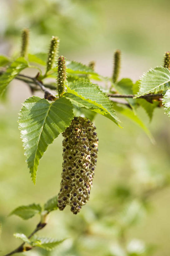 无人,竖图,室外,特写,白天,留白,美景,植物,白桦树,叶子,景观,褐色,枝,花,树,绿色,自然,春天,景色,摄影,白桦,生长,清新,自然风光,落叶树,彩图,对焦