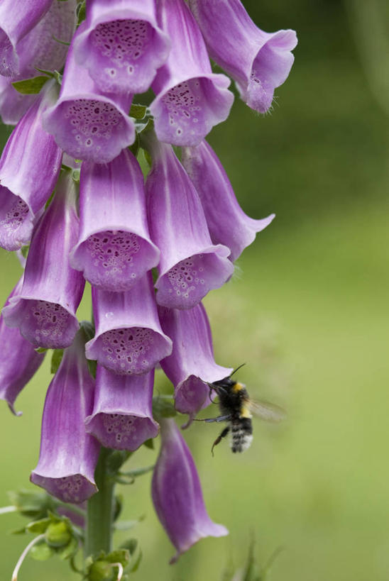 无人,竖图,室外,特写,白天,留白,美景,植物,野生动物,蜜蜂,昆虫,景观,花,花瓣,粉色,自然,夏天,景色,摄影,毛地黄,清新,自然风光,授粉,大黄蜂,彩图,对焦,共生关系