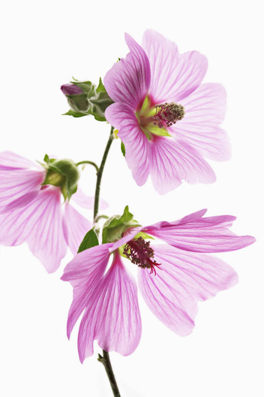 无人,竖图,特写,留白,白色背景,美景,植物,景观,花,花瓣,粉色,自然,景色,摄影,影棚,灌木,清新,自然风光,摄影棚,逆光,金钱紫花葵,锦葵,荆葵,钱葵,淑气花,小白淑气花,恩惠,彩图,影棚拍摄,拍摄,对焦