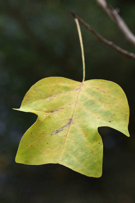 无人,竖图,室外,特写,白天,留白,植物,叶子,英国,英格兰,树,黄色,绿色,季节,摄影,柔焦,落叶树,郁金香树,秋天,彩图,对焦