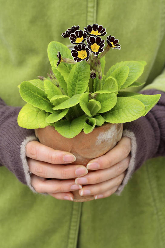 西方人,成年人,手,一个人,竖图,特写,白天,留白,正面,安全,叶子,花盆,欧洲,欧洲人,仅一个女性,朦胧,模糊,装饰,园艺,防护,拿着,外套,花,花瓣,黄色,绿色,黑色,容器,手套,春天,温暖,人体,摄影,生活方式,保暖,保护,华丽,点缀,粘土,御寒,保险,连指手套,保全,周全,安稳,安定,衬托,美观,雅致,雅观,防护手套,樱草花,茄克,平安,女人,白种人,彩图,对焦