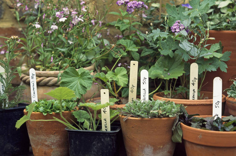 无人,横图,室外,白天,美景,植物,叶子,花盆,标签,景观,花,绿色,自然,容器,夏天,景色,摄影,多样,粘土,自然风光,价格标签,粘贴,彩图