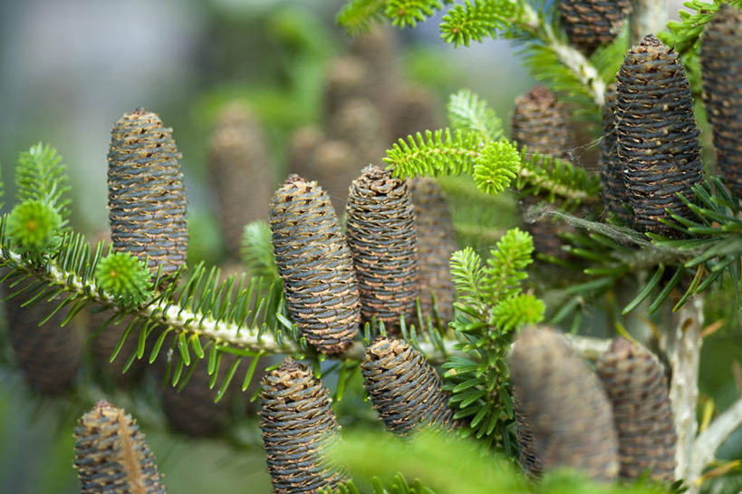 无人,横图,室外,特写,白天,留白,美景,植物,叶子,景观,褐色,松果,枝,树,绿色,自然,景色,摄影,清新,自然风光,柔焦,针叶树,彩图,对焦,朝鲜冷杉