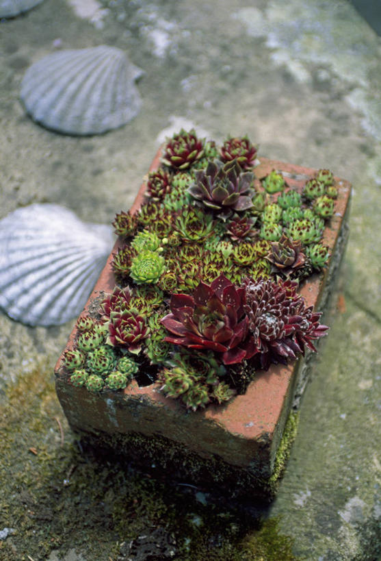 无人,竖图,室外,特写,白天,留白,美景,植物,叶子,花盆,砖,景观,红色,绿色,自然,容器,景色,摄影,石莲花,荆棘,自然风光,柔焦,彩图,肉质植物,对焦,长生花