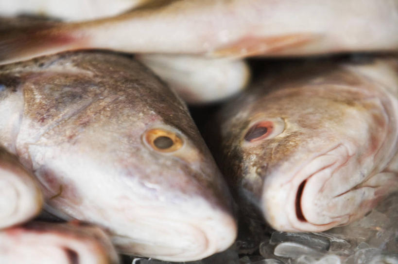 无人,横图,室外,特写,冰,图像,鱼类,饮食,排列,动物,摄影,堆,主题,构图,彩图,时空,对焦,脊椎动物亚门