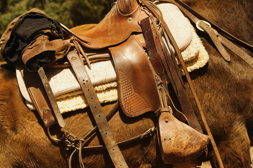 无人,横图,室外,特写,白天,哺乳动物,马,野生动物,图像,动物,家畜,运输,摄影,牲畜,食草动物,部分,主题,偶蹄目,构图,彩图,时空,脊椎动物亚门