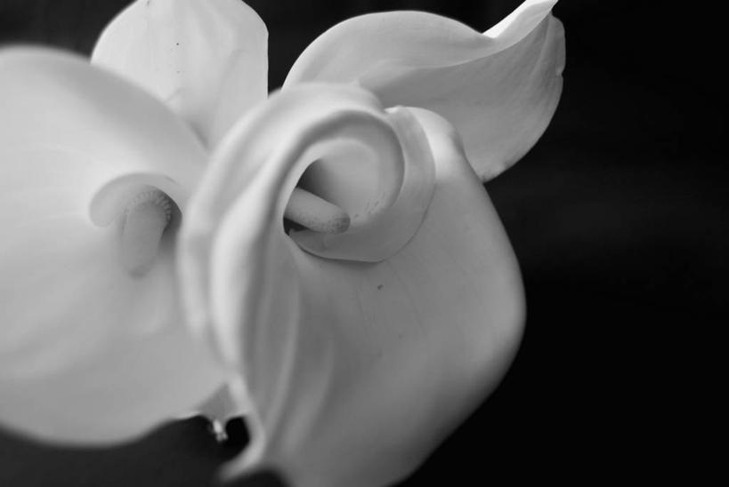 无人,横图,室内,特写,静物,黑色背景,盛开,茎,图像,花蕾,花,花瓣,花朵,鲜花,一朵,一个,黑色,花苞,花蕊,概念,摄影,单个,脆弱,简单,雌蕊,构图,想法,彩图,影棚拍摄,时空