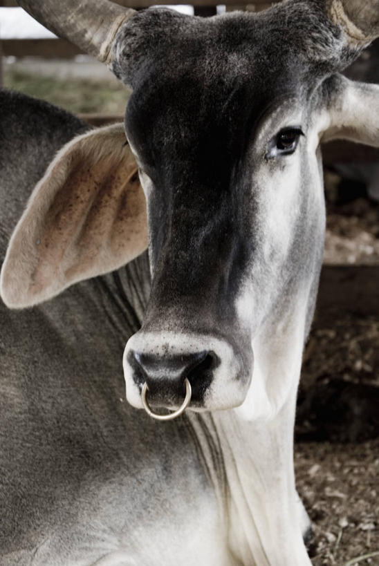 无人,农场,竖图,室外,特写,白天,畜牧业,牧场,牛,图像,动物,家畜,摄影,牲畜,主题,畜牧,牧业,母牛,构图,彩图,时空