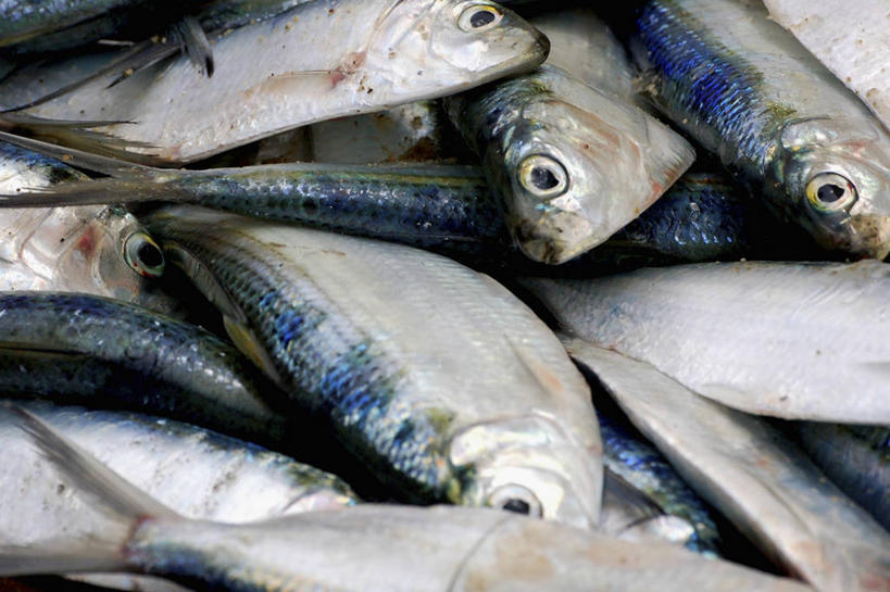 无人,横图,室外,特写,背景,渔业,一群,许多,很多,图像,鱼类,饮食,排列,概念,摄影,堆,死亡,主题,构图,彩图,全画面,全框架,全帧,时空,全画幅,脊椎动物亚门