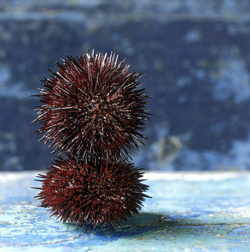 无人,竖图,室内,特写,白天,正面,海胆,阴影,朦胧,模糊,反射,影子,两个,刺锅子,海刺猬,彩图