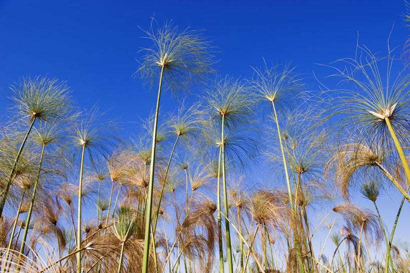 无人,横图,室外,白天,仰视,美景,森林,树林,植物,非洲,博茨瓦纳,阴影,光线,影子,景观,树,树木,蓝色,绿色,蓝天,天空,阳光,自然,天,景色,生长,晴朗,成长,自然风光,万里无云,奥卡万戈三角洲,奥卡万戈沼泽,波札那,博茨瓦纳共和国,晴空,晴空万里,彩图,低角度拍摄,西北区