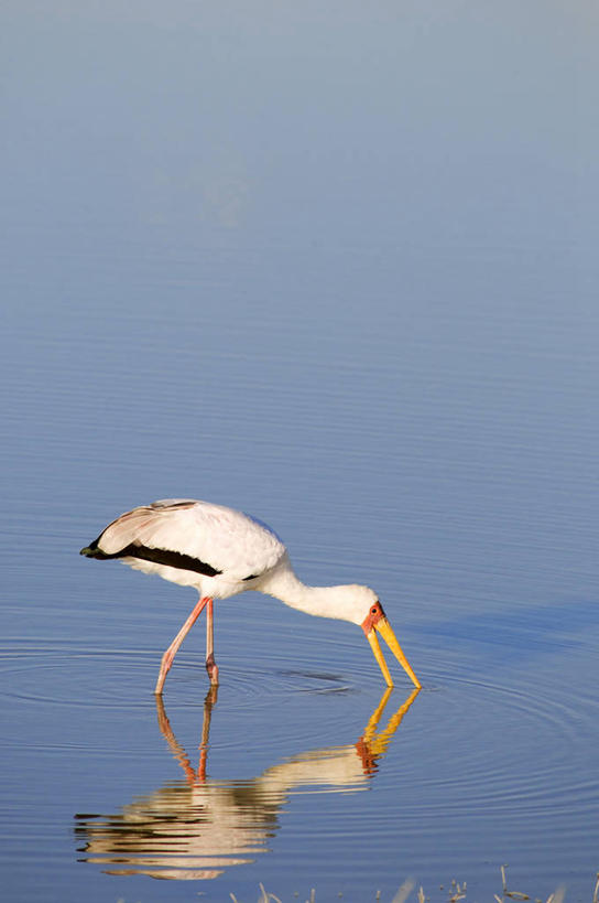 无人,站,吃,竖图,室外,白天,侧面,河流,美景,水,鸟,野生动物,非洲,博茨瓦纳,阴影,波纹,光线,鸟类,影子,河水,景观,水流,涟漪,注视,一只,水纹,阳光,自然,动物,波浪,低头,观察,看,站着,景色,观看,察看,关注,自然风光,朱鹭,水晕,垂头,日本风头鹮,朱鹮,波札那,博茨瓦纳共和国,嚼,食,站立,彩图,全身,西北区