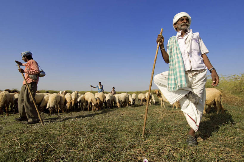 四个人,伙伴,朋友,农民,农场,站,举,横图,室外,白天,仰视,民族服装,友谊,畜牧业,牧场,草地,草坪,美景,植物,印度,亚洲,握,阴影,光线,棍子,头巾,影子,景观,抬腿,注视,草,蓝色,绿色,蓝天,天空,阳光,自然,天,观察,看,托,站着,景色,握着,晴朗,观看,察看,关注,自然风光,南亚,畜牧,万里无云,印度共和国,牧业,古吉拉特,古吉拉特邦,友情,老年男性,男人,男性,年轻男性,中年男性,亚洲人,印度人,晴空,晴空万里,佃农,农场主,农夫,农工,乡下人,小农,庄稼人,举起,举手,举着,向上举,向上伸,向上托,站立,彩图,低角度拍摄,全身,传统服装,民俗服,喀奇县