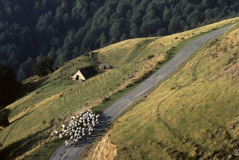 无人,家,走,横图,俯视,室外,白天,旅游,度假,草地,草坪,美景,山,山脉,树林,植物,道路,路,羊,法国,欧洲,阴影,光线,影子,房屋,屋子,景观,山峰,公寓,小路,交通,山峦,注视,娱乐,洋房,楼房,住宅,草,树,树木,绿色,阳光,自然,动物,群山,观察,看,享受,休闲,家畜,景色,放松,牲畜,生长,成长,观看,察看,西欧,关注,法兰西,自然风光,法兰西共和国,阿基坦,法兰西第五共和国,亚魁当,阿基坦大区,绵羊,步行,散步,走路,彩图,高角度拍摄,全身,房子,比利牛斯.大西洋省