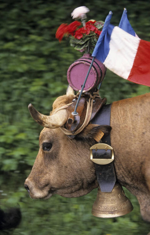 无人,站,竖图,室外,白天,侧面,草地,草坪,美景,植物,牛,旗帜,国旗,法国,欧洲,一头,阴影,朦胧,模糊,光线,铃铛,影子,景观,注视,草,绿色,阳光,自然,动物,观察,看,站着,家畜,景色,牲畜,观看,察看,西欧,关注,法兰西,自然风光,法国国旗,法兰西共和国,法兰西第五共和国,南部.比利牛斯,阿韦龙省,南部.比利牛斯大区,旗,站立,半身,彩图,三色旗