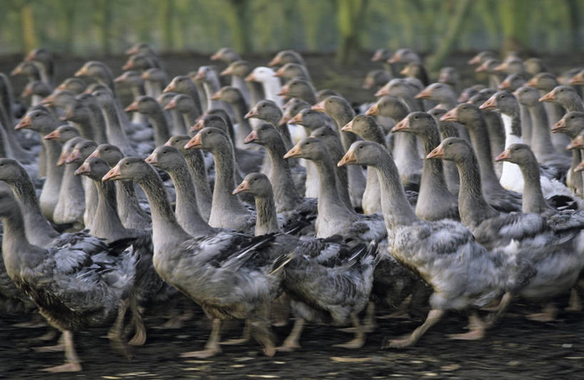 无人,走,横图,室外,白天,侧面,美景,鸟,法国,欧洲,阴影,朦胧,模糊,光线,鸟类,鸭,影子,景观,注视,家禽,阳光,自然,动物,观察,看,景色,牲畜,观看,察看,西欧,关注,法兰西,自然风光,法兰西共和国,阿基坦,法兰西第五共和国,多尔多涅省,亚魁当,阿基坦大区,多尔多涅,走路,半身,彩图,萨拉拉卡内达区,东镇