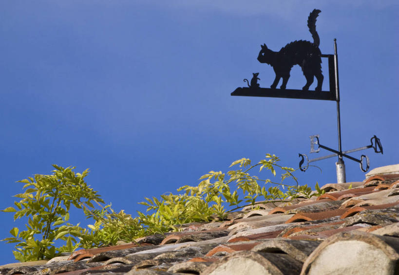 无人,家,站,横图,室外,白天,仰视,美景,植物,宠物,猫,法国,欧洲,阴影,光线,影子,房屋,屋顶,屋子,景观,顶棚,注视,楼房,住宅,树,树木,一只,蓝色,绿色,蓝天,天空,阳光,自然,动物,天,观察,看,站着,景色,可爱,生长,成长,观看,察看,西欧,关注,法兰西,自然风光,猫咪,法兰西共和国,法兰西第五共和国,加尔省,朗格多克.鲁西永,朗格多克.鲁西永大区,站立,彩图,低角度拍摄,全身,房子,圣博内迪加尔