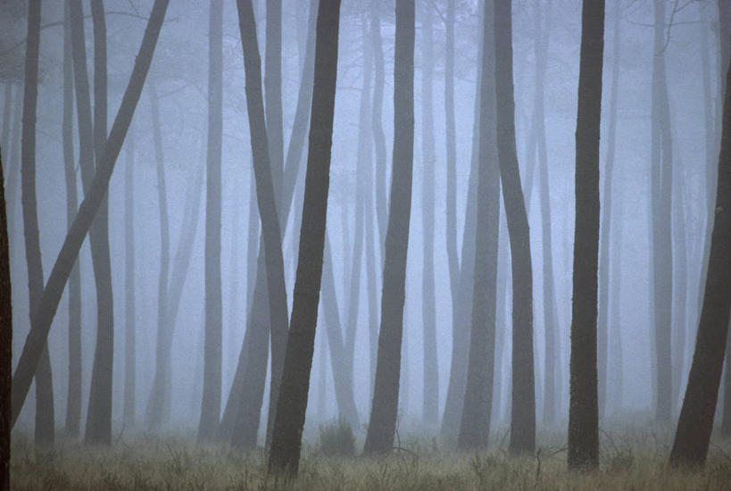 无人,横图,室外,白天,正面,旅游,度假,草地,草坪,美景,树林,植物,雾,法国,欧洲,朦胧,模糊,景观,娱乐,草,树,树木,绿色,自然,享受,休闲,景色,放松,生长,成长,迷雾,西欧,法兰西,自然风光,法兰西共和国,阿基坦,法兰西第五共和国,亚魁当,阿基坦大区,大雾,彩图,朗德省