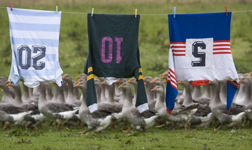无人,走,横图,室外,白天,侧面,T恤衫,草地,草坪,美景,植物,鹅,鸟,法国,欧洲,阴影,服装,光线,鸟类,水鸟,影子,景观,T恤,注视,休闲装,草,衣服,绿色,阳光,自然,观察,看,休闲,休闲服,景色,服饰,观看,察看,西欧,关注,法兰西,自然风光,法兰西共和国,阿基坦,法兰西第五共和国,亚魁当,阿基坦大区,步行,走路,半身,彩图,朗德省,蒙德马桑区,蒙托