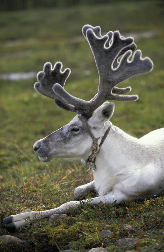 无人,农场,竖图,室外,白天,侧面,幸福,畜牧业,牧场,草地,草坪,美景,植物,哺乳动物,鹿,野生动物,蒙古,亚洲,阴影,光线,影子,景观,注视,草,一只,绿色,白色,阳光,自然,动物,观察,看,趴着,景色,可爱,活泼,观看,吉祥,察看,关注,自然风光,东亚,畜牧,牧业,进取,角鹿,草原之国,蒙古国,外蒙,外蒙古,库苏古尔省,驯鹿,趴,半身,彩图
