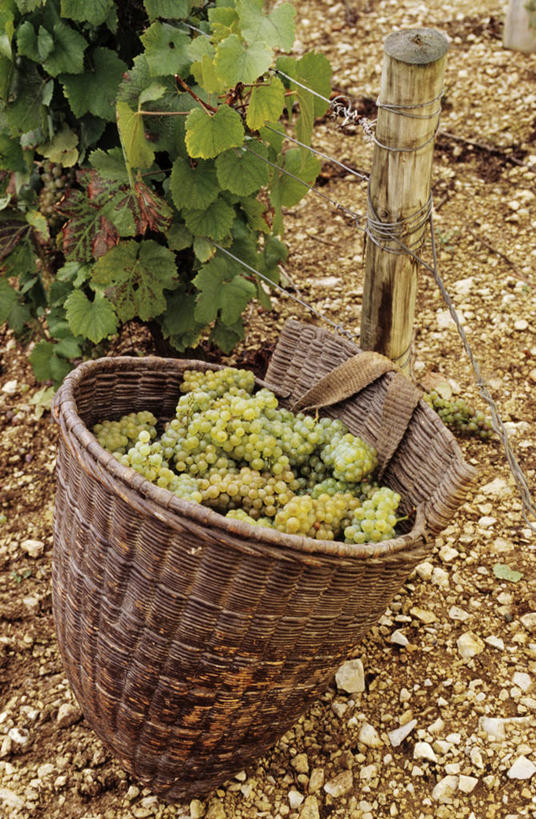 无人,农田,交叉,竖图,俯视,室外,白天,庄稼,农作物,美景,竹子,葡萄,水果,法国,欧洲,阴影,竹制,新鲜,编织,光线,篮子,影子,景观,生食,食品,果实,食物,一个,阳光,自然,竹篮,景色,有机食品,绿色食品,单个,竹条,交织,竹制品,勃艮第,西欧,法兰西,自然风光,法兰西共和国,法兰西第五共和国,穿插,勃艮第大区,约讷省,山葫芦,蒲桃,草龙珠,彩图,高角度拍摄,耕地,庄稼田,沙布利