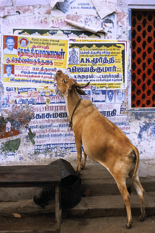 无人,站,竖图,室外,白天,侧面,牛,印度,亚洲,一头,信息,墙,注视,海报,广告,墙壁,墙面,动物,观察,看,站着,家畜,牲畜,观看,察看,关注,南亚,宣传,印度共和国,泰米尔纳德邦,泰米尔纳德,马哈巴利普兰城,七寺城,站立,彩图,全身,招贴