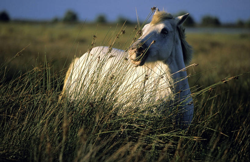 无人,站,横图,室外,白天,正面,旅游,度假,草地,草坪,美景,树林,植物,马,野生动物,法国,欧洲,阴影,朦胧,模糊,光线,影子,景观,扭头,注视,娱乐,一匹,草,树,树木,蓝色,绿色,蓝天,天空,阳光,自然,动物,天,观察,看,站着,转头,享受,休闲,景色,放松,运输,牲畜,生长,晴朗,成长,观看,察看,西欧,关注,法兰西,自然风光,万里无云,法兰西共和国,阿尔勒,法兰西第五共和国,罗纳河口,普罗旺斯.阿尔卑斯.蓝色海岸,普罗旺斯.阿尔卑斯.蓝色海岸大区,罗讷河口省,卡马尔格,晴空,晴空万里,站立,半身,彩图