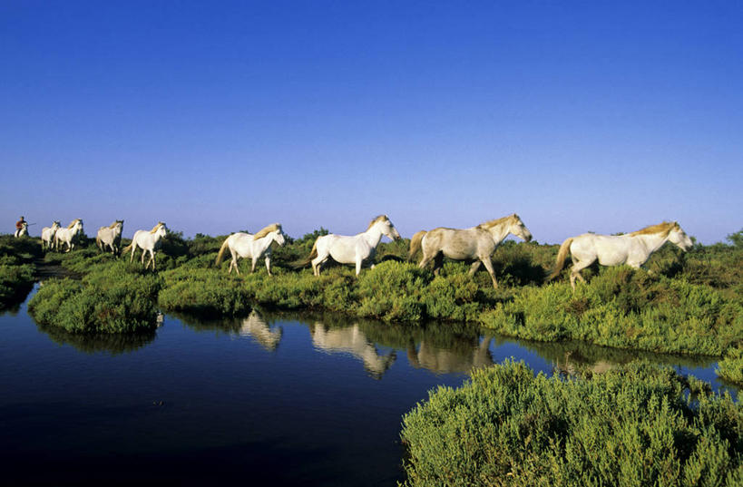 无人,走,横图,室外,白天,侧面,旅游,度假,草地,草坪,河流,美景,水,植物,马,野生动物,法国,欧洲,一排,一群,许多,阴影,波纹,整齐,光线,影子,河水,景观,水流,涟漪,很多,注视,娱乐,草,排列,蓝色,绿色,倒影,蓝天,水纹,天空,阳光,自然,动物,波浪,天,观察,看,享受,休闲,景色,放松,运输,牲畜,晴朗,观看,察看,倒映,西欧,队列,关注,法兰西,自然风光,万里无云,法兰西共和国,阿尔勒,水晕,法兰西第五共和国,反照,罗纳河口,普罗旺斯.阿尔卑斯.蓝色海岸,普罗旺斯.阿尔卑斯.蓝色海岸大区,罗讷河口省,卡马尔格,晴空,晴空万里,步行,散步,走路,彩图,全身