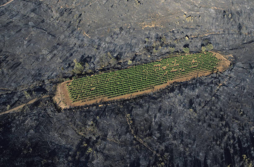 无人,果园,横图,俯视,航拍,室外,白天,旅游,度假,美景,田园,法国,欧洲,阴影,光线,影子,景观,娱乐,葡萄园,阳光,自然,庄园,享受,休闲,景色,放松,西欧,鸟瞰,法兰西,自然风光,瓦尔省,法兰西共和国,法兰西第五共和国,普罗旺斯.阿尔卑斯.蓝色海岸,普罗旺斯.阿尔卑斯.蓝色海岸大区,瓦尔,彩图,高角度拍摄