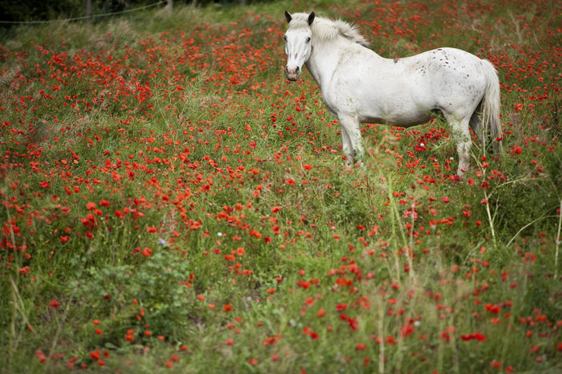 无人,站,横图,室外,白天,侧面,旅游,度假,花海,花圃,美景,植物,罂粟,马,野生动物,叶子,法国,欧洲,盛开,景观,草药,花蕾,扭头,注视,娱乐,中药,一匹,花,花瓣,花朵,花卉,鲜花,红色,绿色,白色,自然,动物,花丛,花束,花田,花苞,花蕊,观察,看,站着,转头,享受,休闲,景色,放松,运输,牲畜,观看,毒品,察看,西欧,关注,法兰西,自然风光,药材,中草药,圣雷米,中药材,本草,法兰西共和国,止痛,镇静,安眠,红罂粟,法兰西第五共和国,罗纳河口,普罗旺斯.阿尔卑斯.蓝色海岸,普罗旺斯.阿尔卑斯.蓝色海岸大区,罗讷河口省,罂粟花,米囊花,站立,彩图,全身