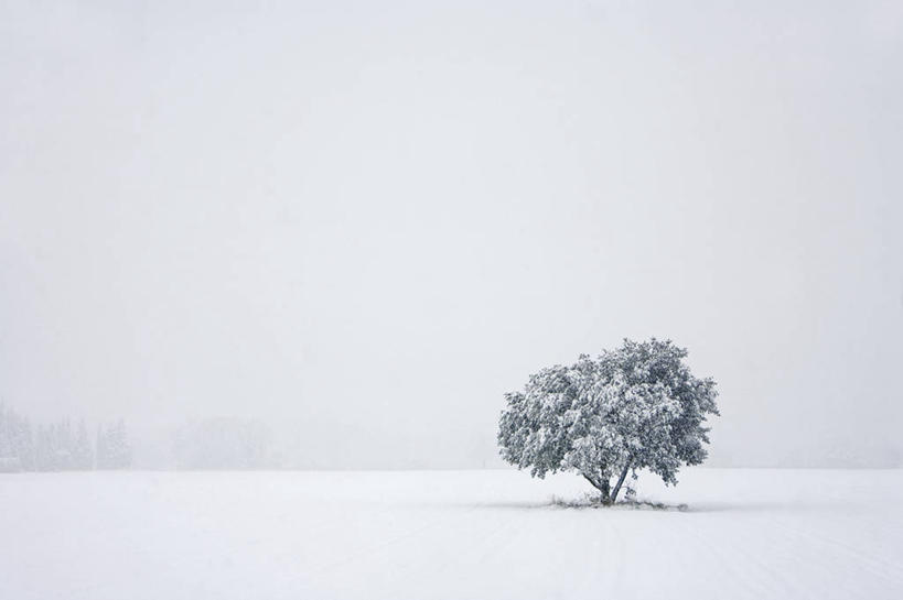 无人,横图,室外,白天,正面,旅游,度假,美景,雪,植物,大雪,法国,欧洲,一棵,积雪,景观,雪景,冬季,冬天,娱乐,树,树木,绿色,天空,自然,天,享受,休闲,景色,放松,寒冷,生长,成长,西欧,沃克吕兹省,法兰西,自然风光,法兰西共和国,法兰西第五共和国,严寒,橄榄树,齐墩果,油橄榄,普罗旺斯.阿尔卑斯.蓝色海岸,普罗旺斯.阿尔卑斯.蓝色海岸大区,彩图,吕贝隆山区