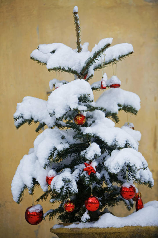 无人,竖图,室外,白天,正面,雪,植物,大雪,法国,欧洲,圣诞节,节日,庆祝,装饰,挂饰,积雪,雪景,冬季,冬天,圣诞树,圣诞球,文化,球,树,树木,绿色,自然,庆典,球体,寒冷,生长,成长,纪念,华丽,修饰,点缀,西欧,沃克吕兹省,法兰西,法兰西共和国,衬托,美观,雅致,雅观,法兰西第五共和国,严寒,普罗旺斯.阿尔卑斯.蓝色海岸,普罗旺斯.阿尔卑斯.蓝色海岸大区,彩图,吕贝隆山区