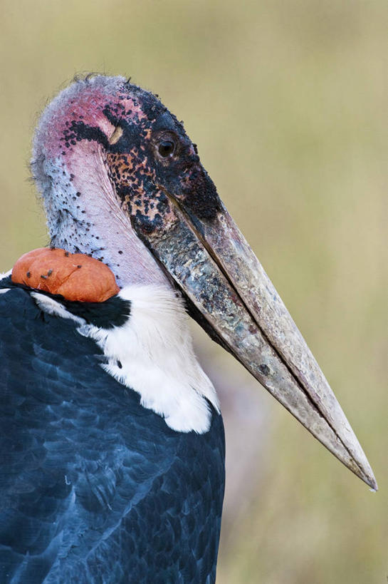 头,无人,公园,站,竖图,室外,白天,侧面,旅游,度假,草地,美景,植物,鸟,非洲,肯尼亚,朦胧,模糊,鸟类,景观,注视,娱乐,草,一只,绿色,自然,观察,看,站着,享受,休闲,景色,放松,观看,察看,鹳,国家公园,关注,自然风光,阿非利加洲,肯尼亚共和国,马赛马拉国家公园,非洲秃鹳,秃鹳,头部,站立,半身,彩图,马赛马拉,马赛马拉国家保护区,马赛马拉国家野生动物保护区