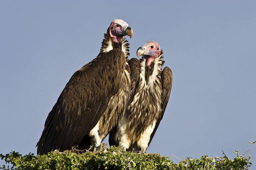 无人,公园,站,横图,室外,白天,仰视,旅游,度假,美景,植物,鸟,野生动物,非洲,肯尼亚,阴影,光线,鸟类,秃鹫,影子,景观,枝条,扭头,注视,娱乐,树,树木,树枝,蓝色,绿色,蓝天,天空,阳光,自然,动物,天,观察,看,站着,转头,两只,享受,休闲,景色,放松,生长,晴朗,成长,观看,察看,国家公园,关注,自然风光,凶猛,万里无云,阿非利加洲,肯尼亚共和国,马赛马拉国家公园,虬枝,枝杈,肉垂秃鹫,残暴,凶残,晴空,晴空万里,座山雕,秃鹰,狗头鹫,站立,半身,彩图,低角度拍摄,马赛马拉,马赛马拉国家保护区,马赛马拉国家野生动物保护区