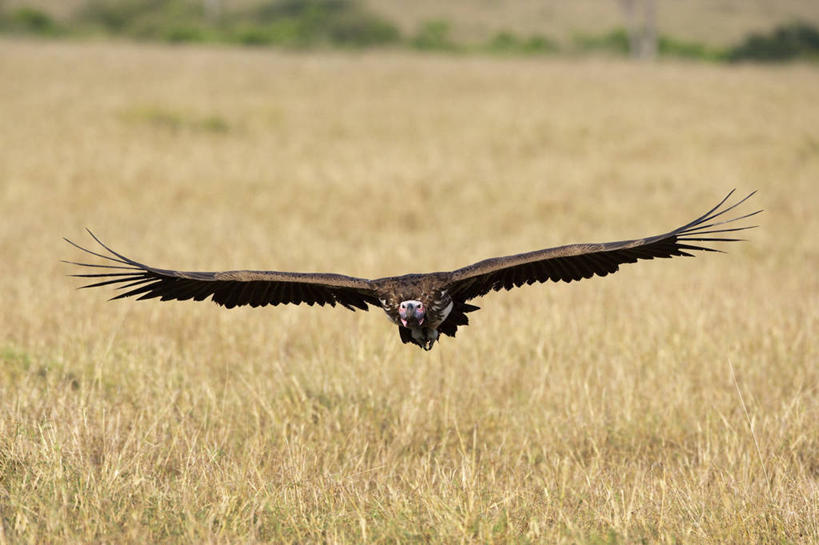 无人,公园,横图,室外,白天,正面,旅游,度假,美景,植物,鸟,野生动物,非洲,肯尼亚,飞翔,伸展,张开,展翅,枯萎,朦胧,模糊,飞行,翅膀,鸟类,秃鹫,景观,枯草,翱翔,娱乐,飞,草,一只,黄色,自然,动物,享受,休闲,景色,放松,国家公园,自然风光,凶猛,张开翅膀,阿非利加洲,肯尼亚共和国,马赛马拉国家公园,展开翅膀,肉垂秃鹫,残暴,凶残,座山雕,秃鹰,狗头鹫,彩图,全身,马赛马拉,马赛马拉国家保护区,马赛马拉国家野生动物保护区